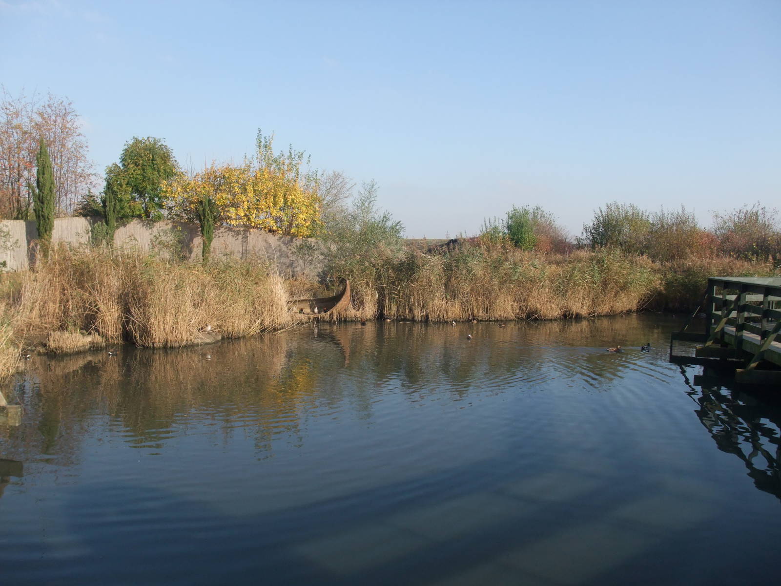 Asian Marsh Waterfowl Pen at London WWT (Barnes), 15/11/11