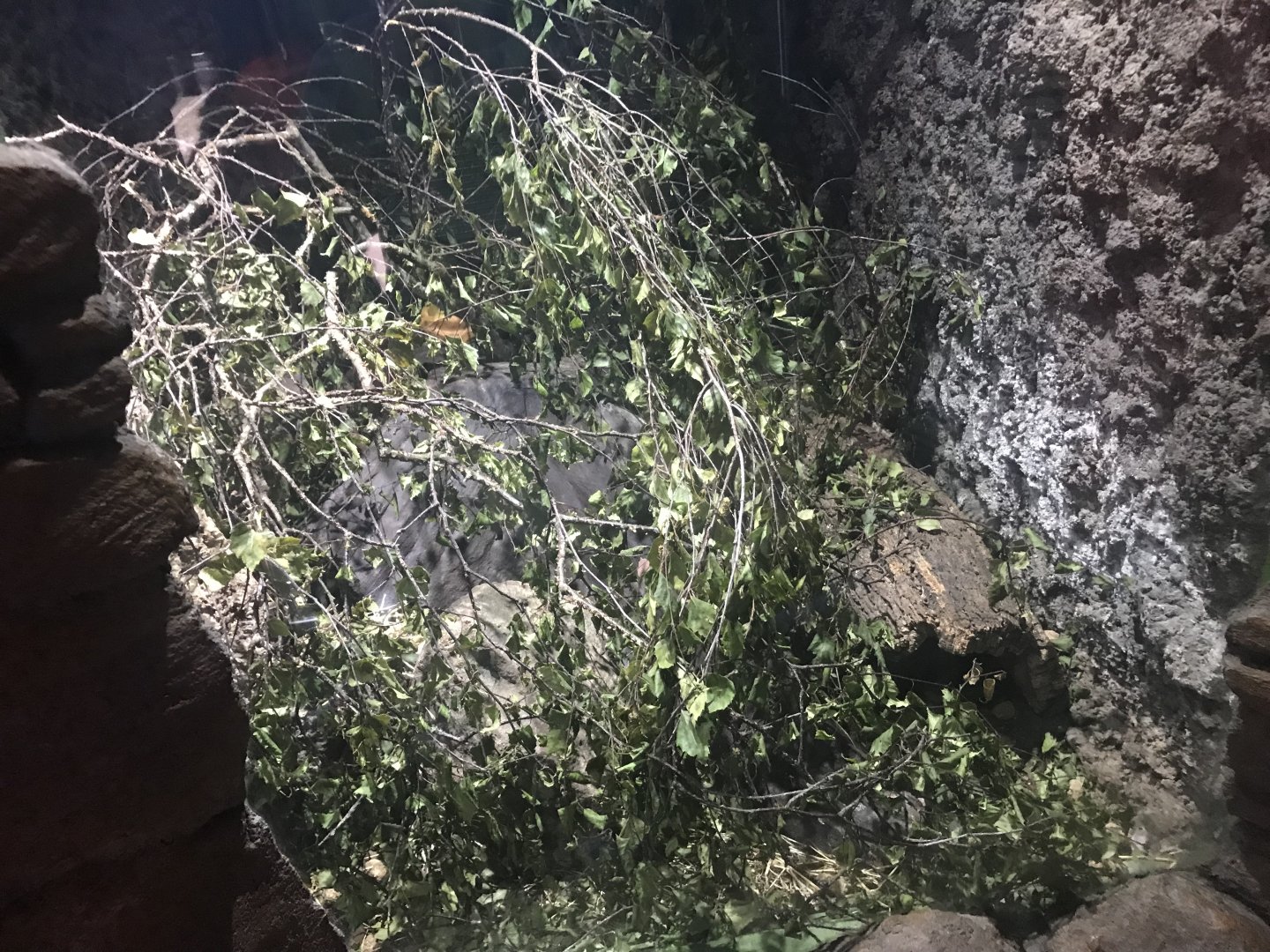 Asian minor spiny mice enclosure