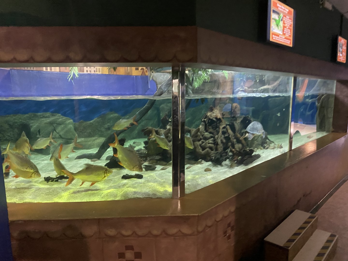 Asian Mixed Exhibit 070124