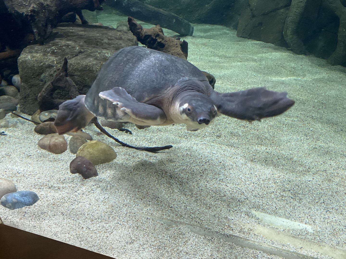 Asian mixed exhibit - Pig-nosed turtle 070124