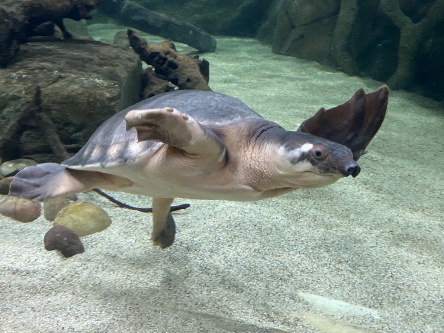 Asian mixed exhibit - Pig-nosed turtle 070124