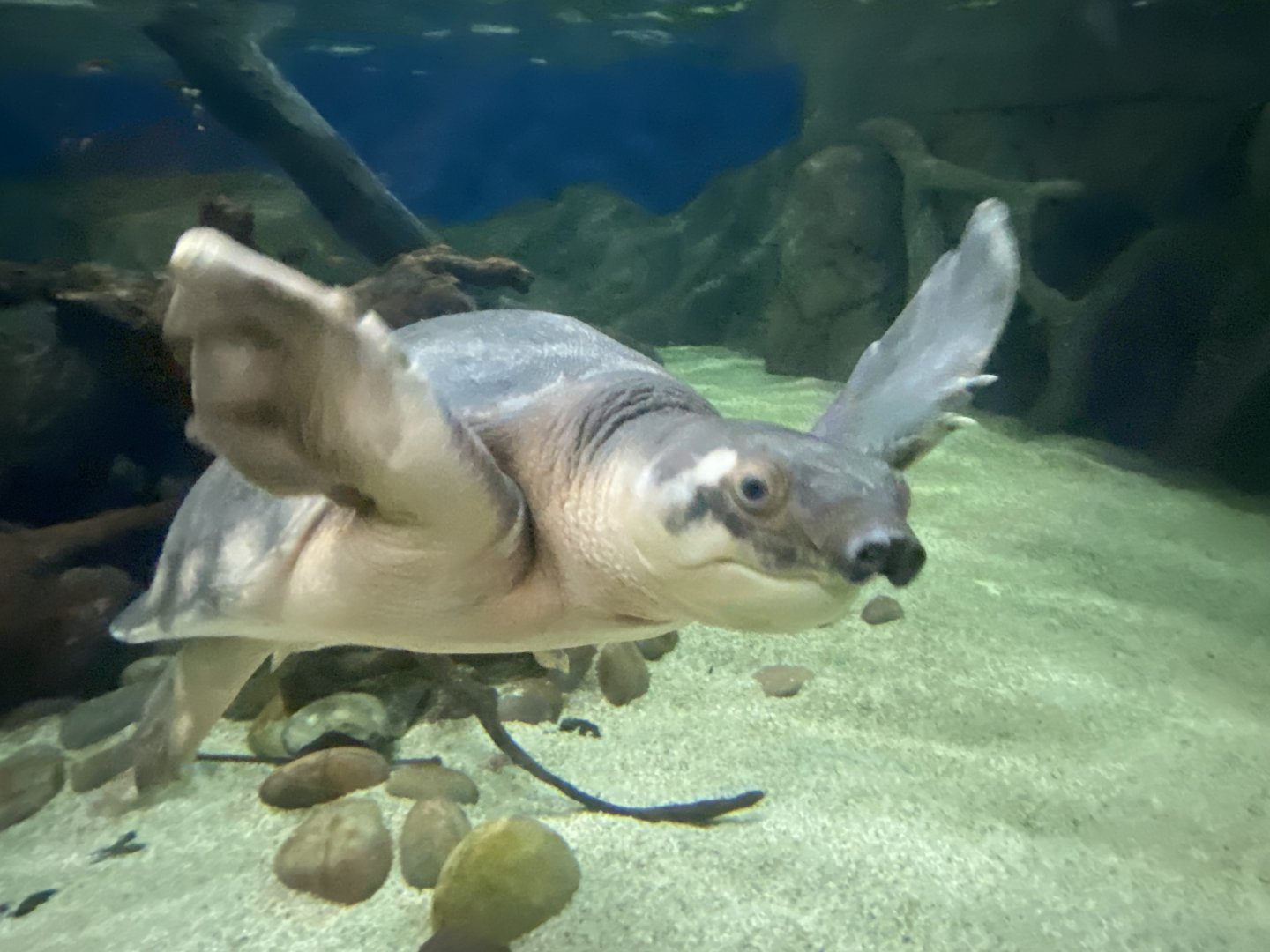 Asian mixed exhibit - Pig-nosed turtle 070124