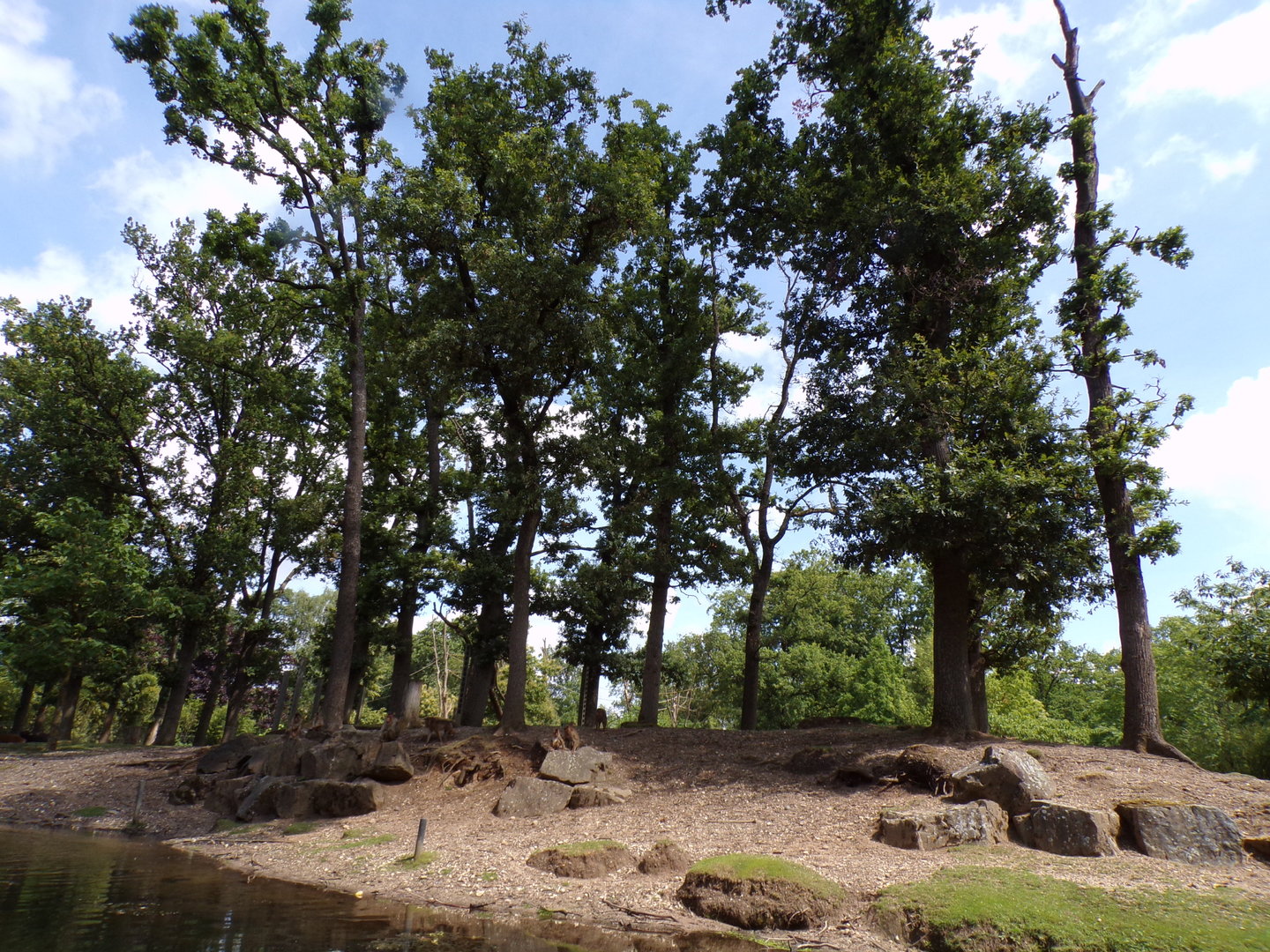 Asian mixed species paddock (Siamang, Pig-tailed macaque, Hog deer, Eld’s deer and Banteng) 6.7.23