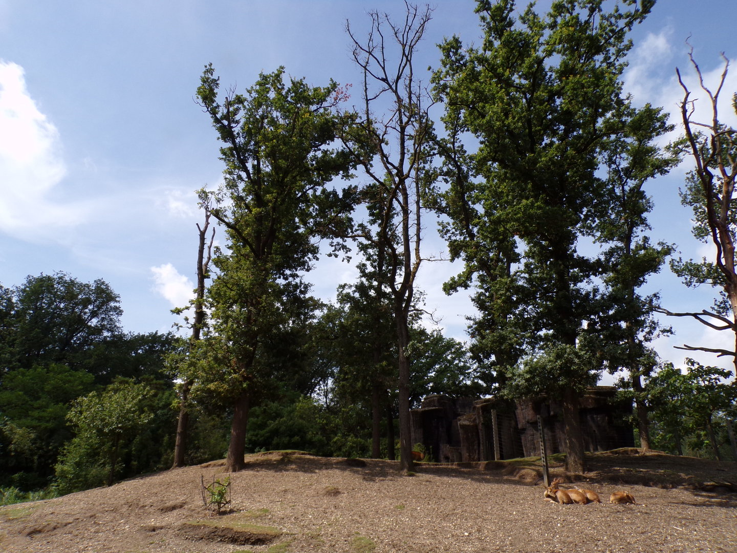 Asian mixed species paddock (Siamang, Pig-tailed macaque, Hog deer, Eld’s deer, Banteng) 6.7.23