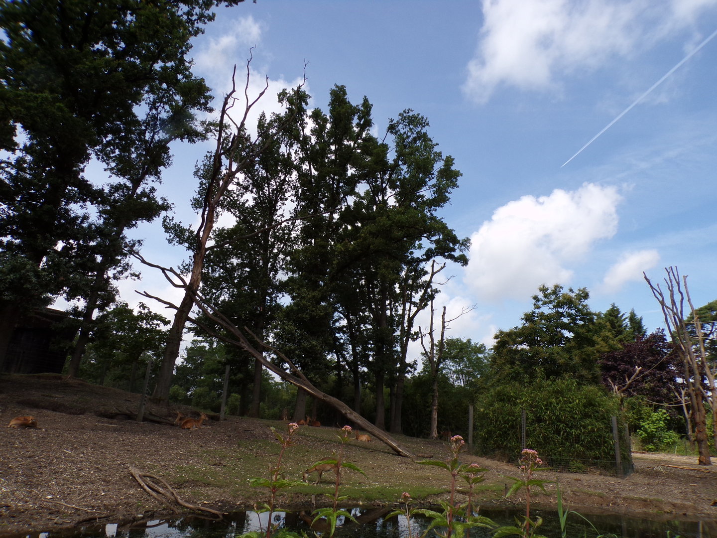 Asian mixed species paddock (Siamang, Pig-tailed macaque, Hog deer, Eld’s deer, Banteng) 6.7.23