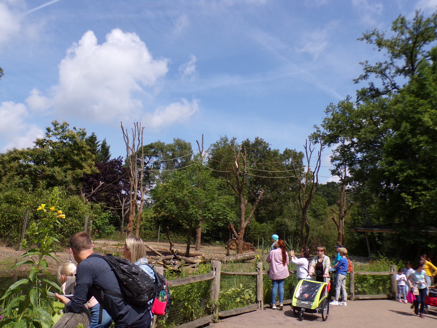 Asian mixed species paddock (Siamang, Pig-tailed macaque, Hog deer, Eld’s deer, Banteng) 6.7.23