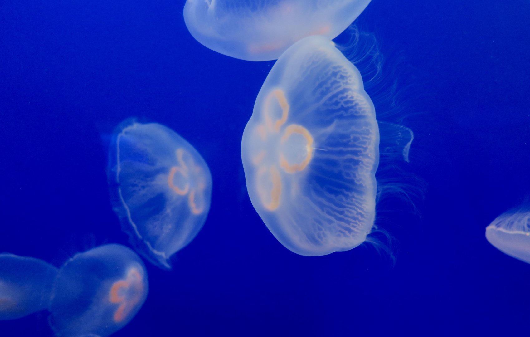 Asian Moon Jelly (Aurelia coerulea)