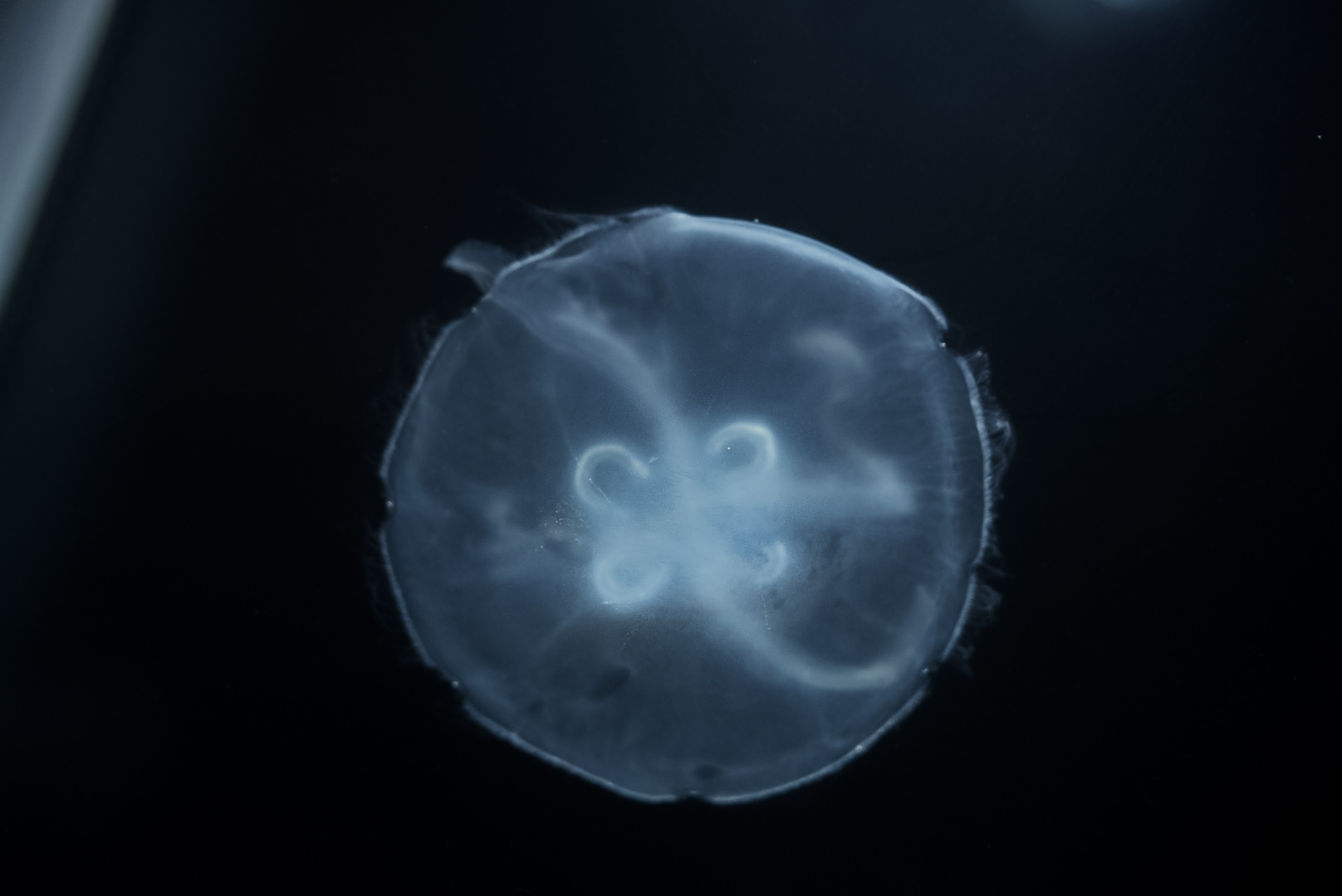 Asian Moon Jelly