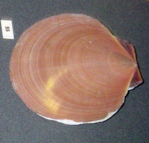 Asian Moon Scallop (Amusium pleuronectes)