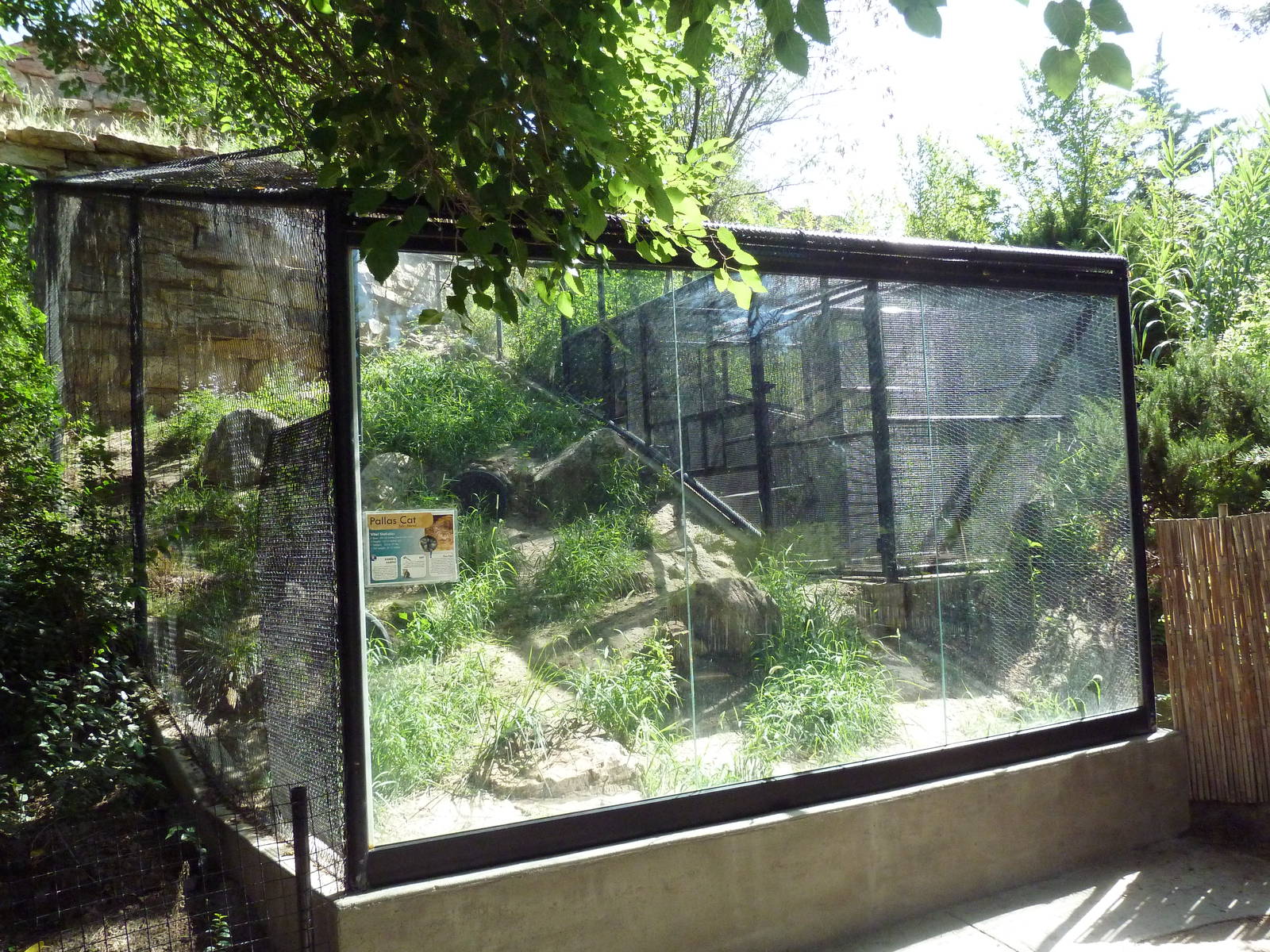 Asian Mountain - Pallas' Cat Exhibit