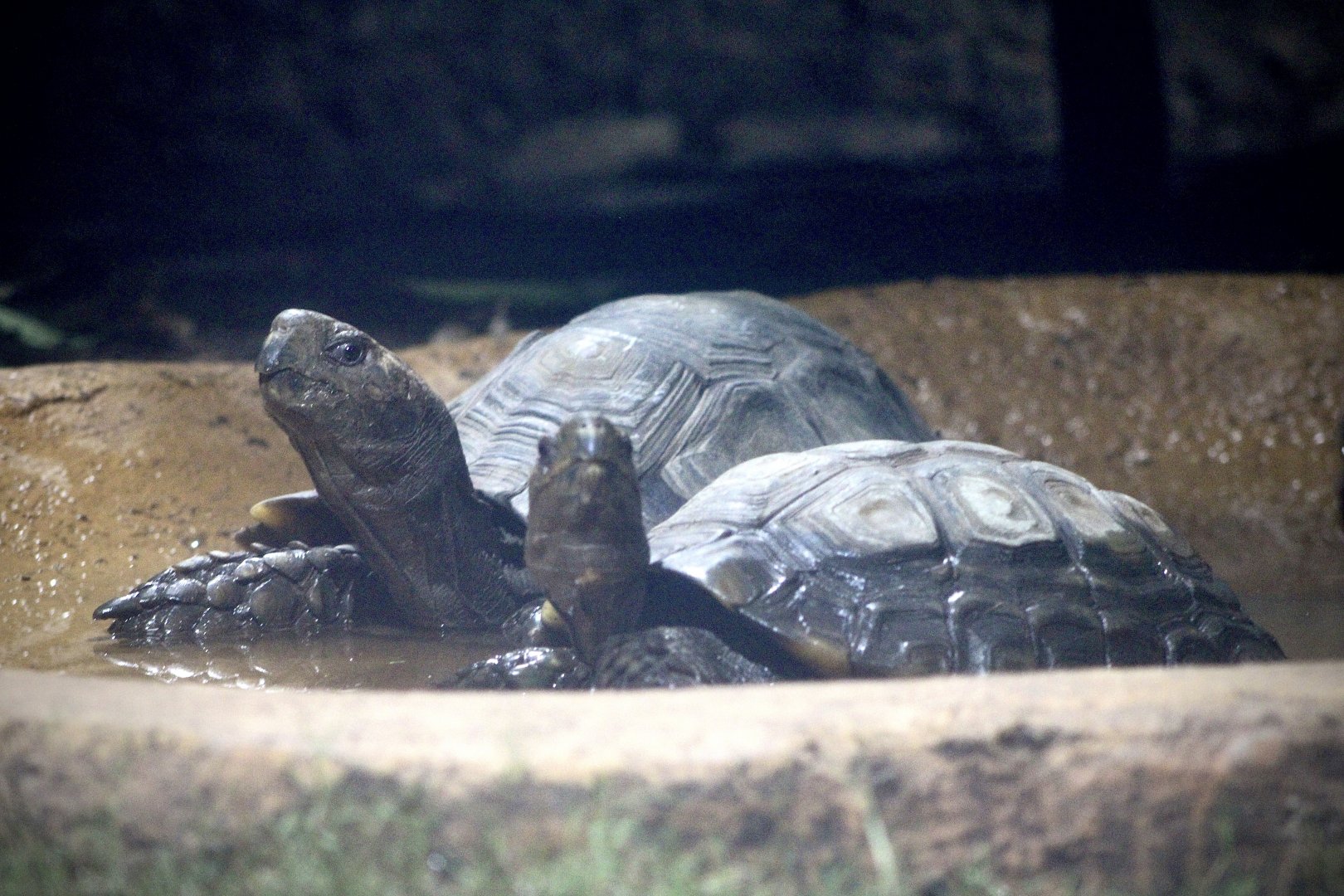Asian Mountain Tortoises (Manouria emys ssp.)