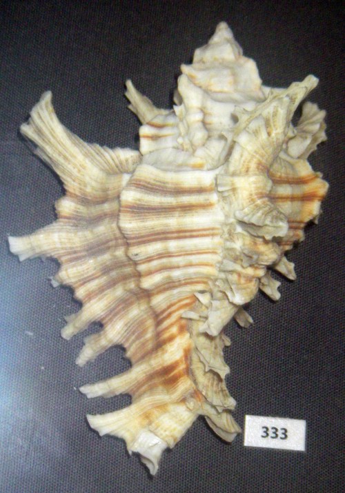 Asian Murex (Chicoreus asianus)