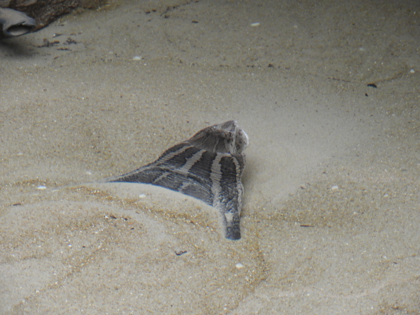 Asian Narrow-Headed Softshell Turtle (Chitra chitra)