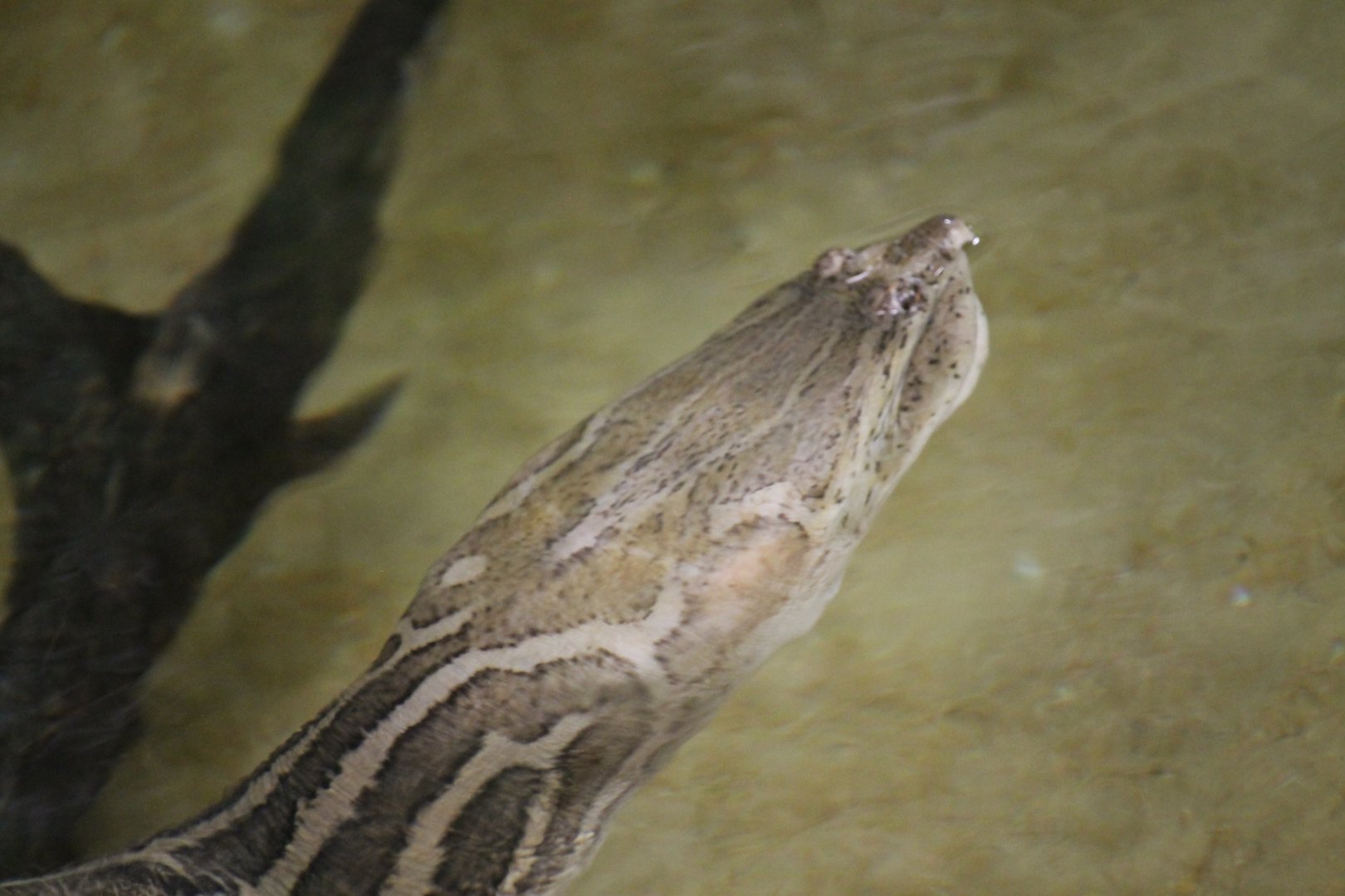 Asian narrow-headed softshell turtle (Chitra chitra)