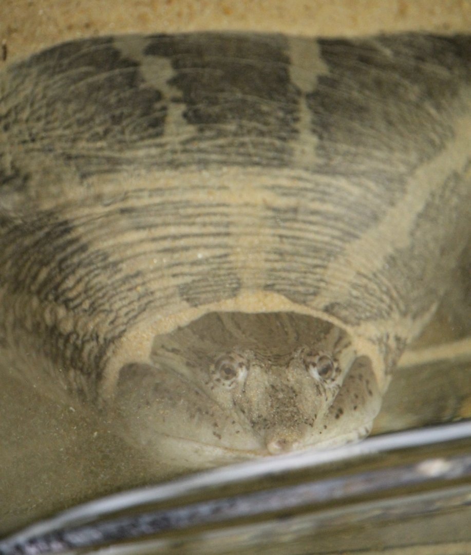Asian narrow-headed softshell turtle (Chitra chitra)