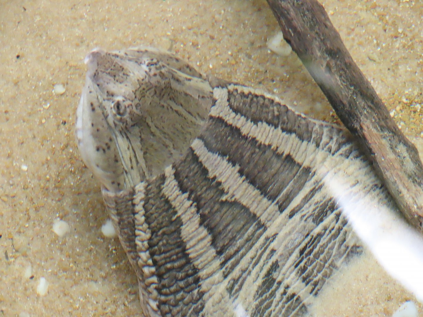 Asian Narrow-headed Softshell Turtle (Chitra chitra)