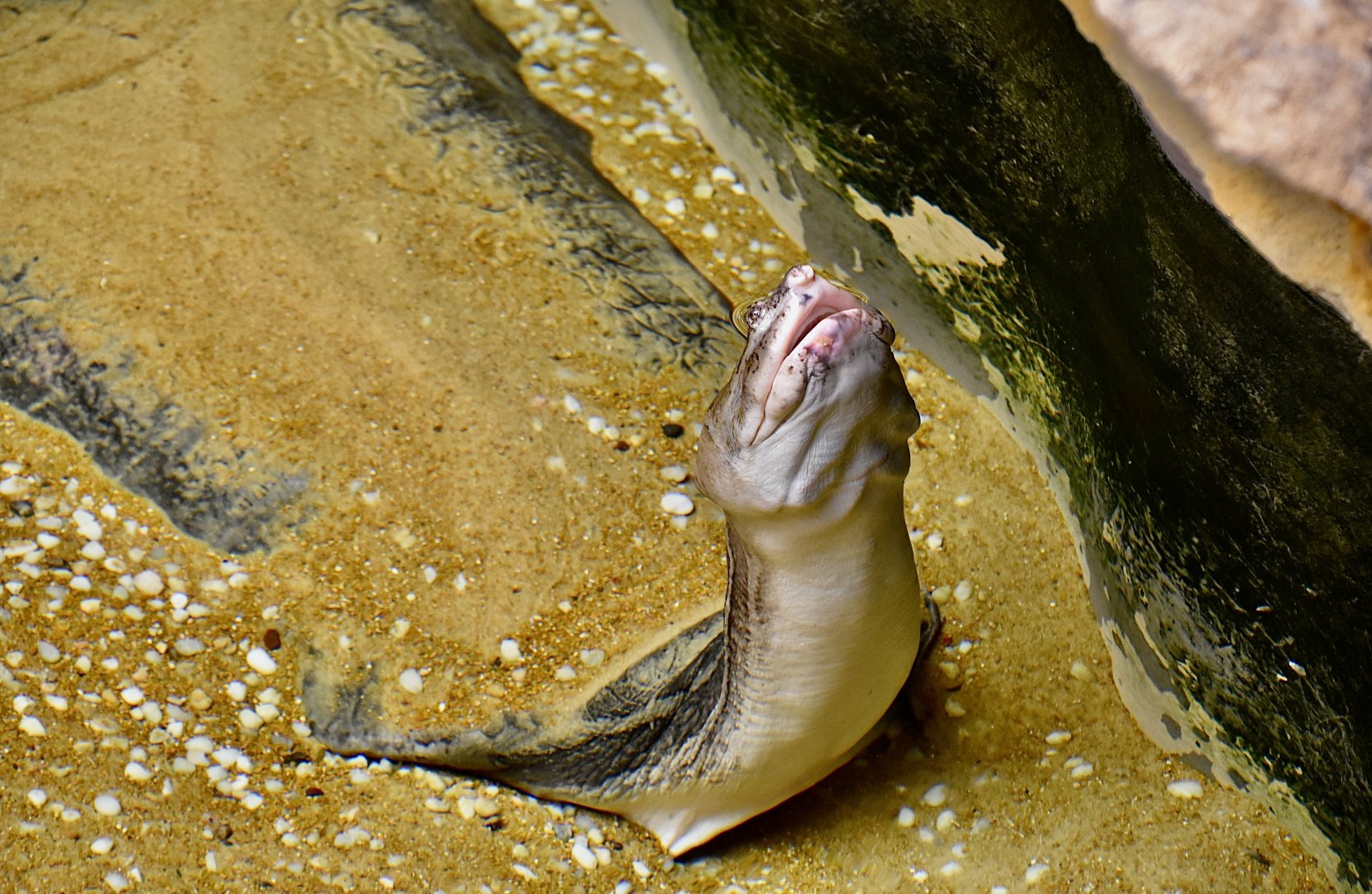 Asian Narrow-Headed Softshell Turtle (Chitra chitra)