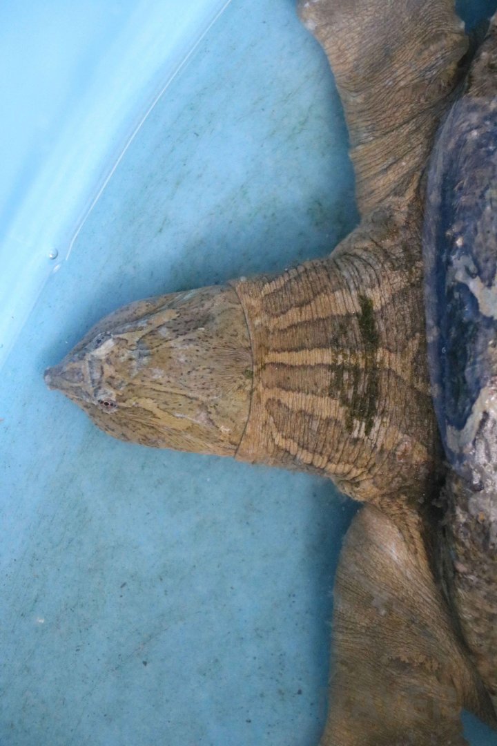 Asian narrow-headed softshell turtle, June 2016