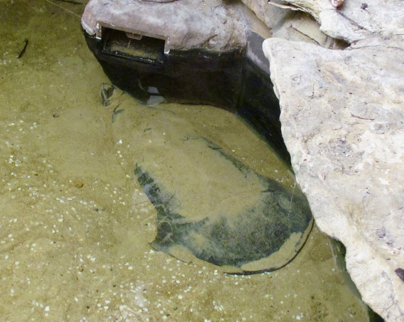 Asian Narrow-headed Softshell