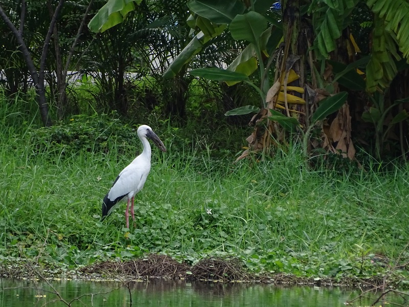 Asian open-bill (Anastomus oscitans)