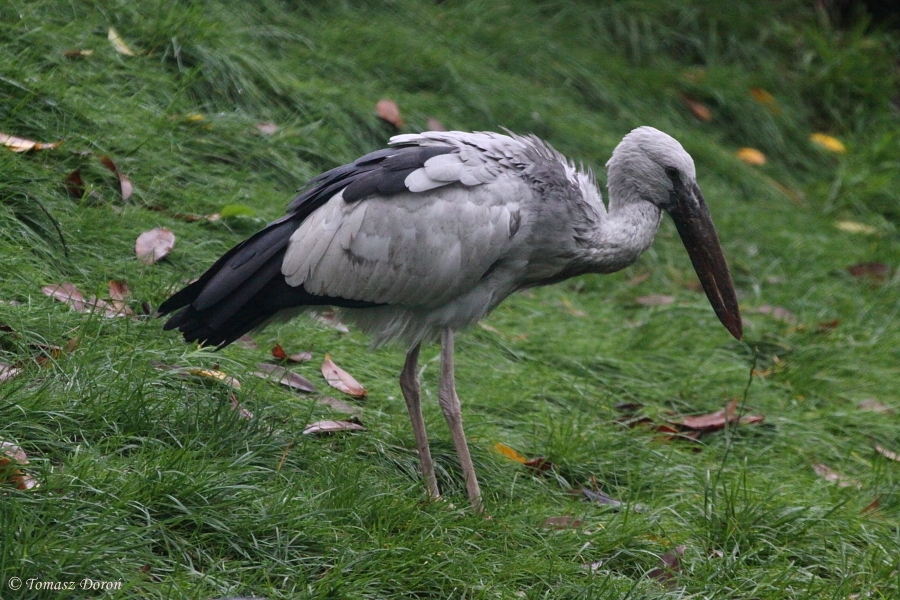 Asian open-billed stork (Anastomus oscitans)