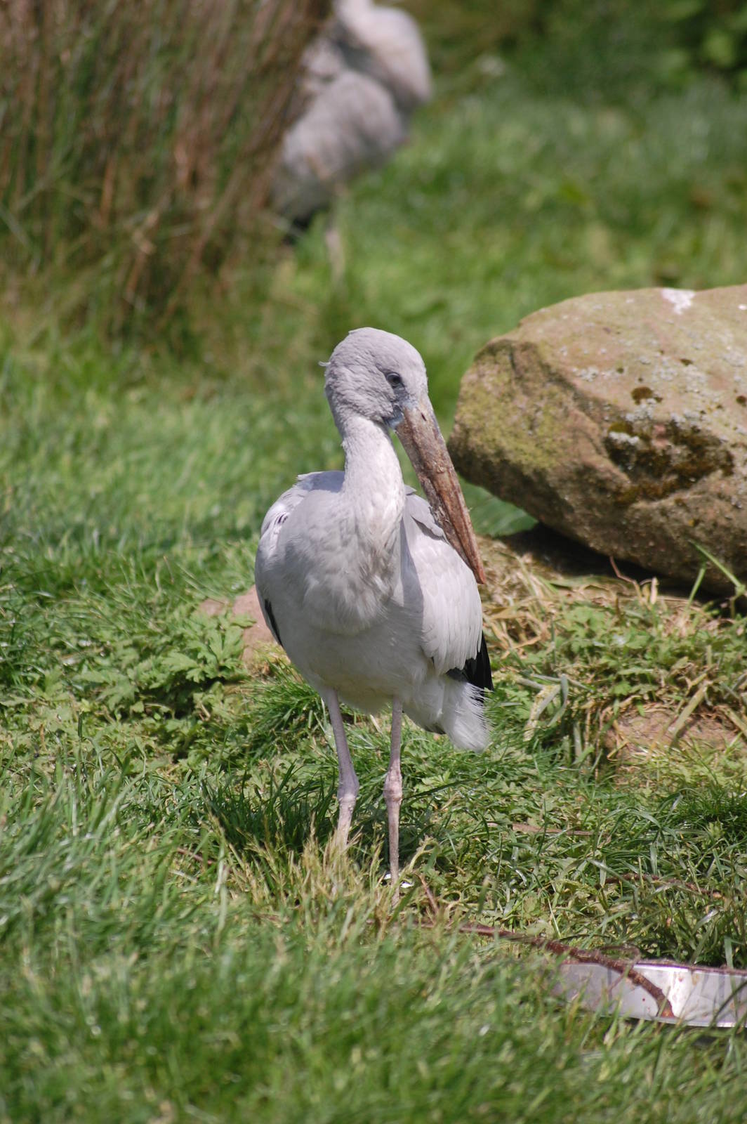 Asian open-billed stork