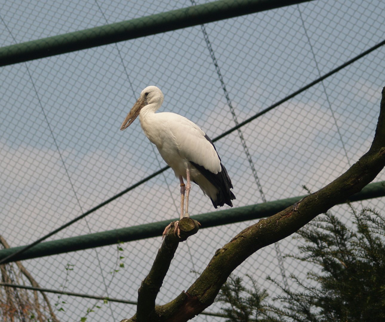 Asian openbill (Anastomus oscitans), May 2006