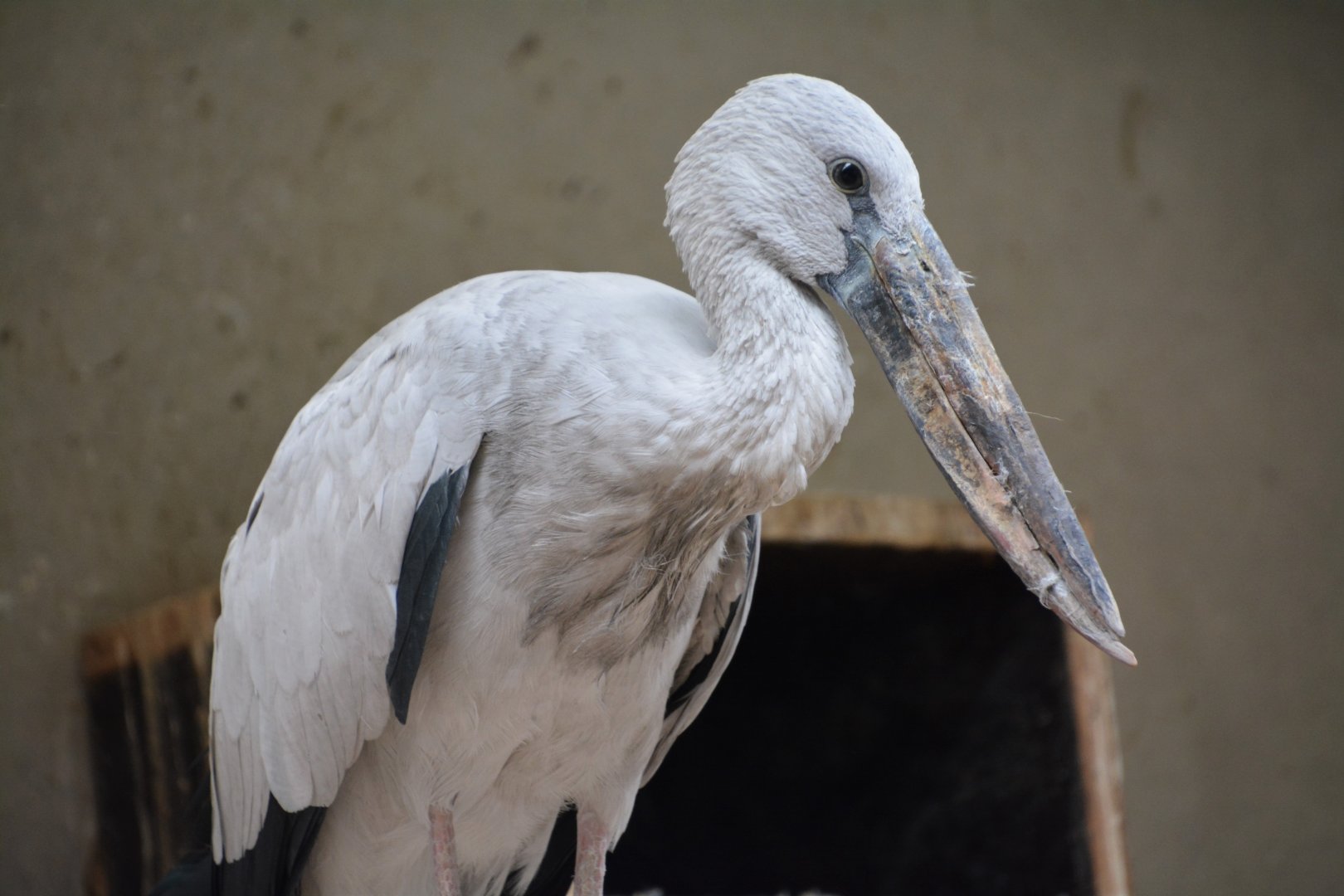 Asian openbill (Anastomus oscitans)