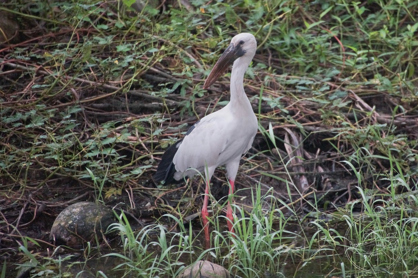 Asian Openbill (Anastomus oscitans)
