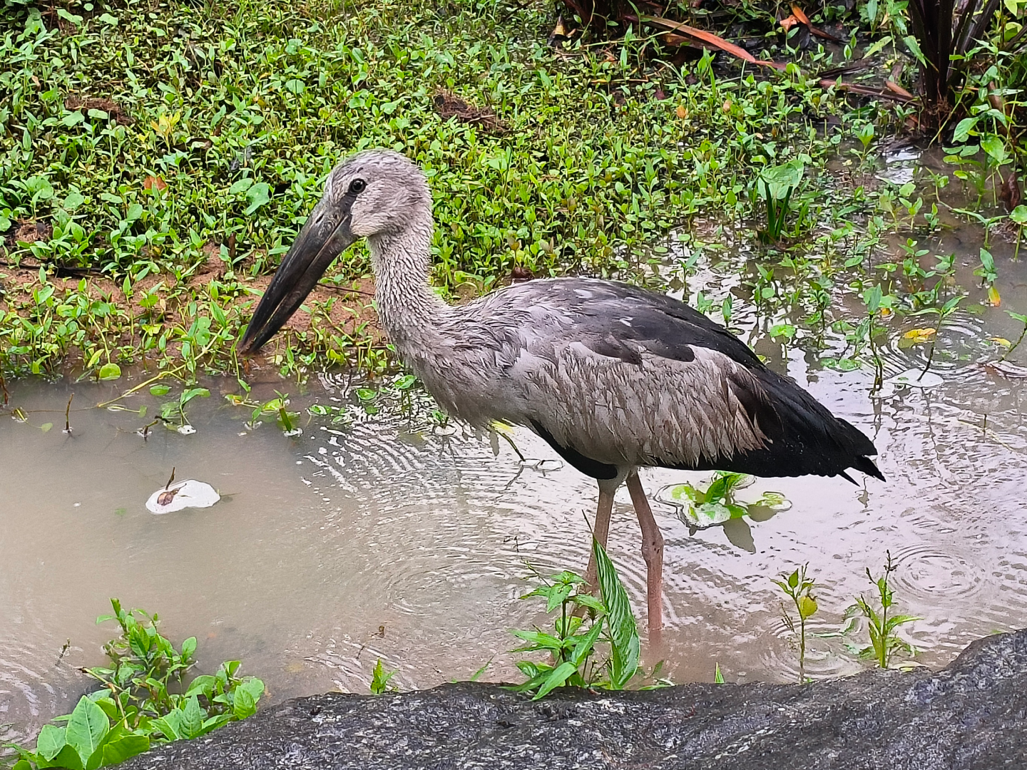 Asian Openbill (Anastomus oscitans)