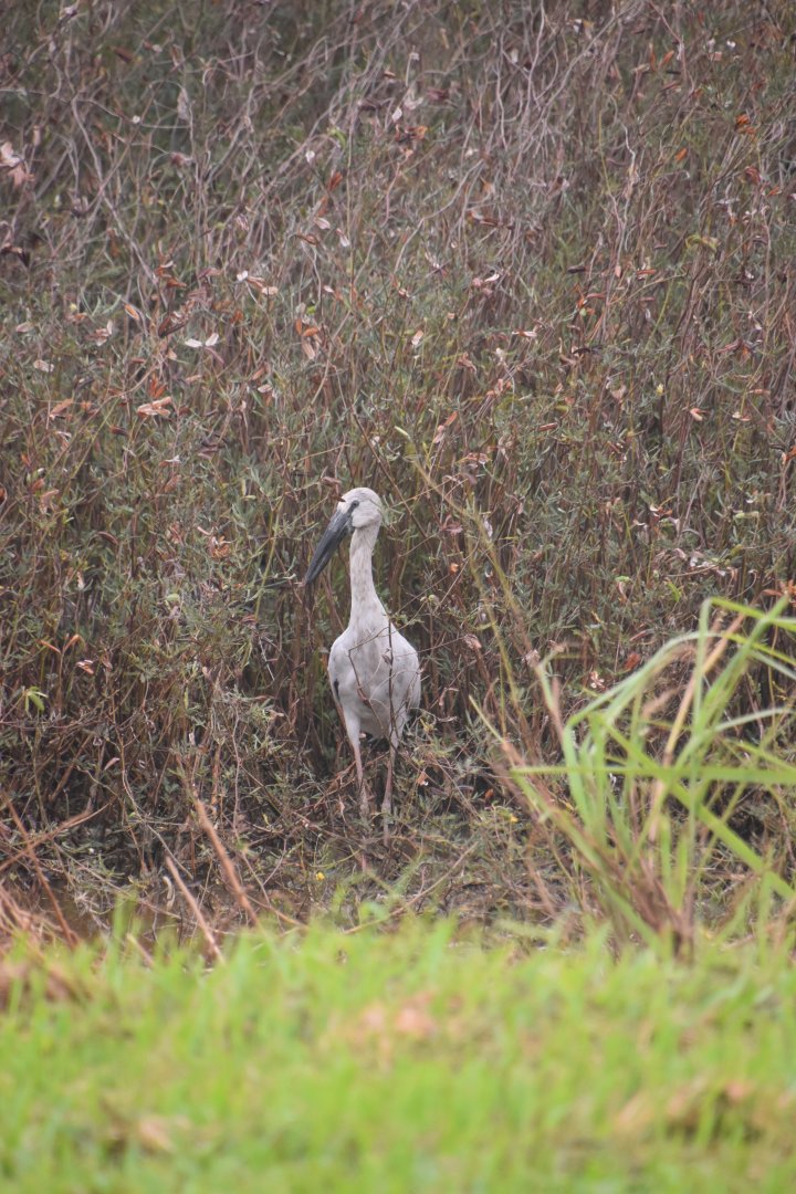 Asian openbill, Anastomus oscitans