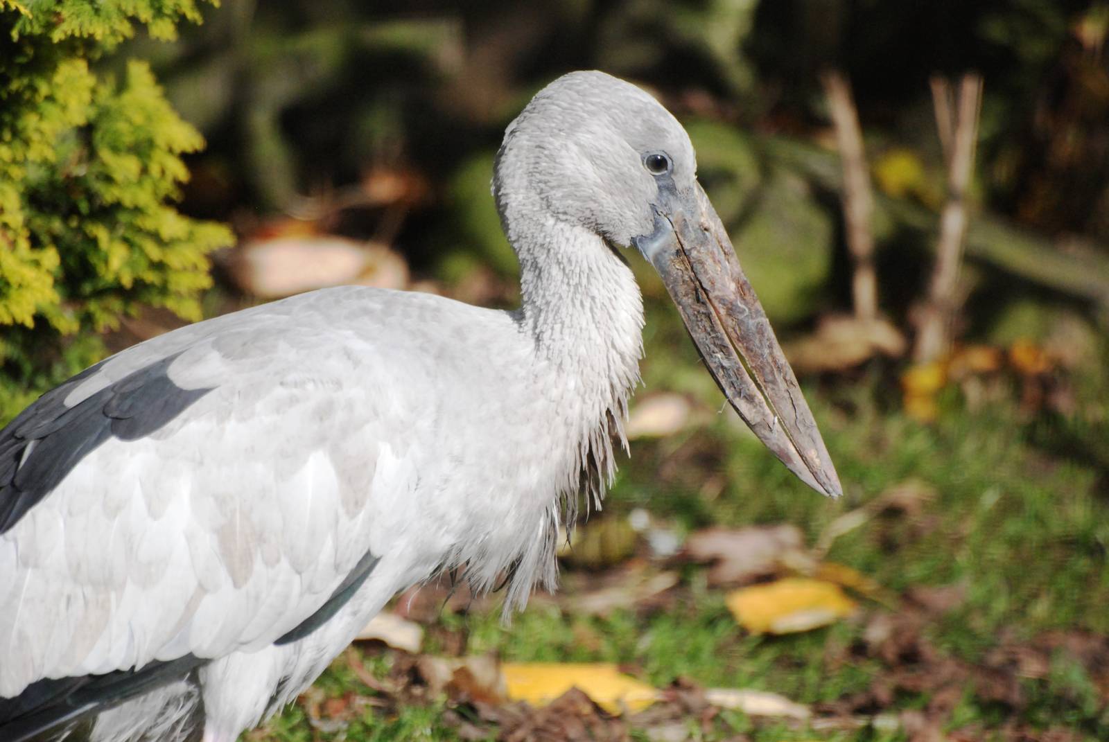 Asian Openbill at Blackbrook, 21/10/12