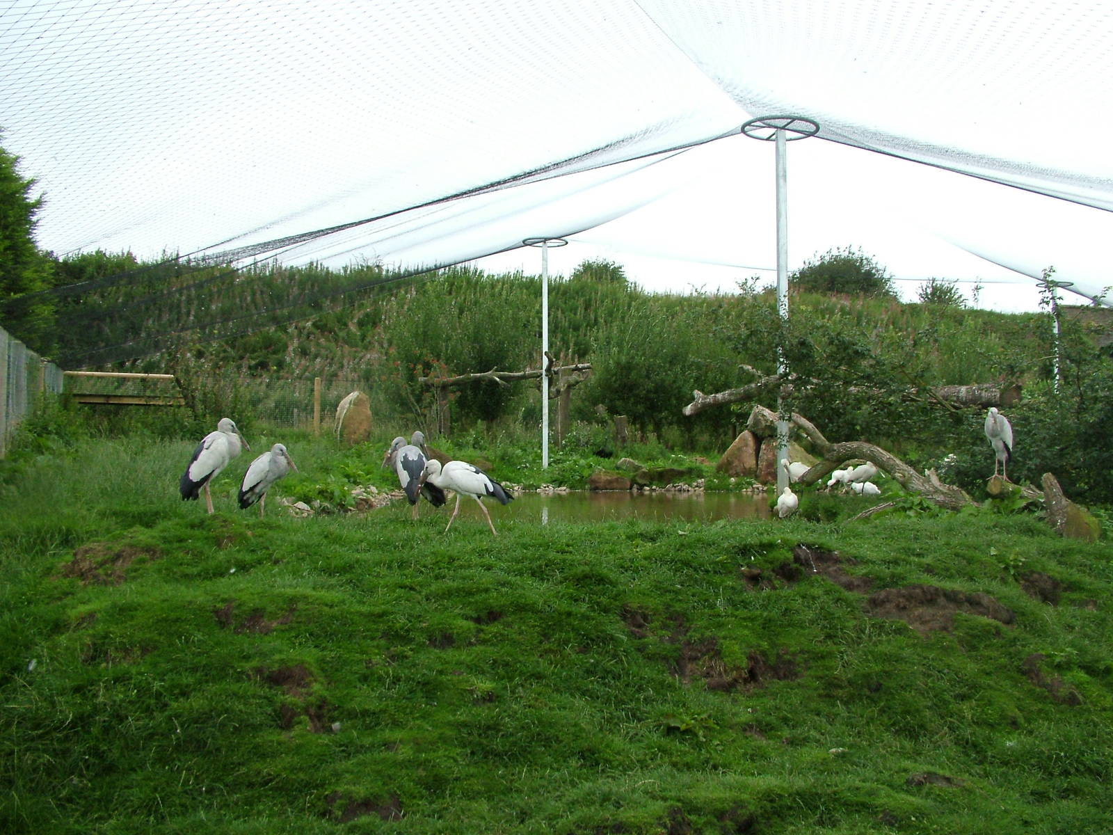 Asian Openbill aviary at Blackbrook Sept 2008