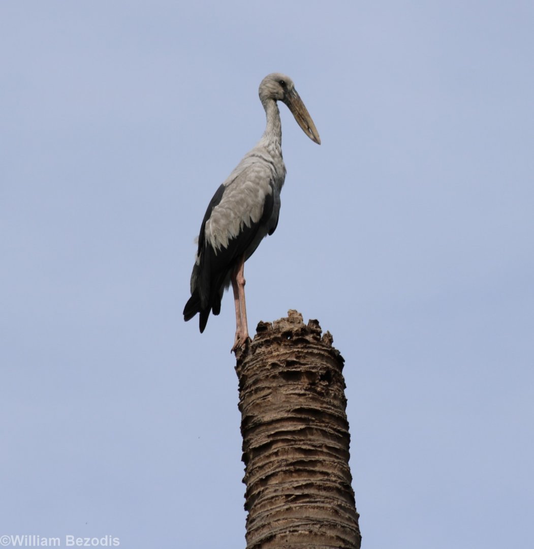 Asian Openbill - Bangkok Suburbs