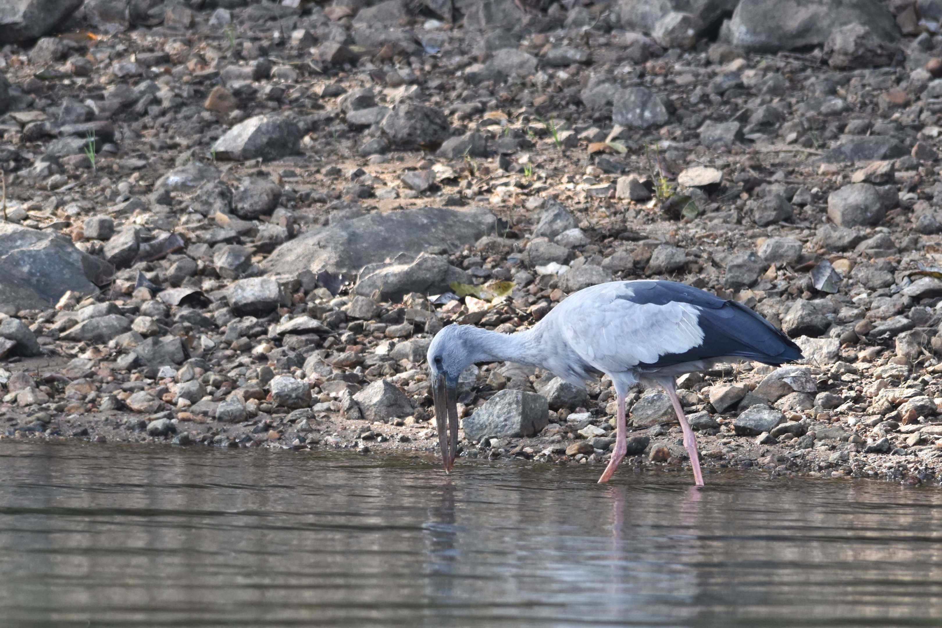 Asian Openbill, Kabini River, 21st November 2024