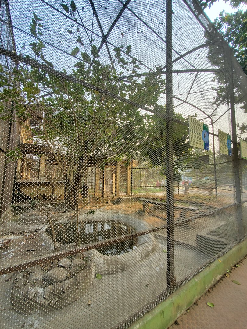 Asian Openbill + more Lesser Adjutants Exhibit - January 2023