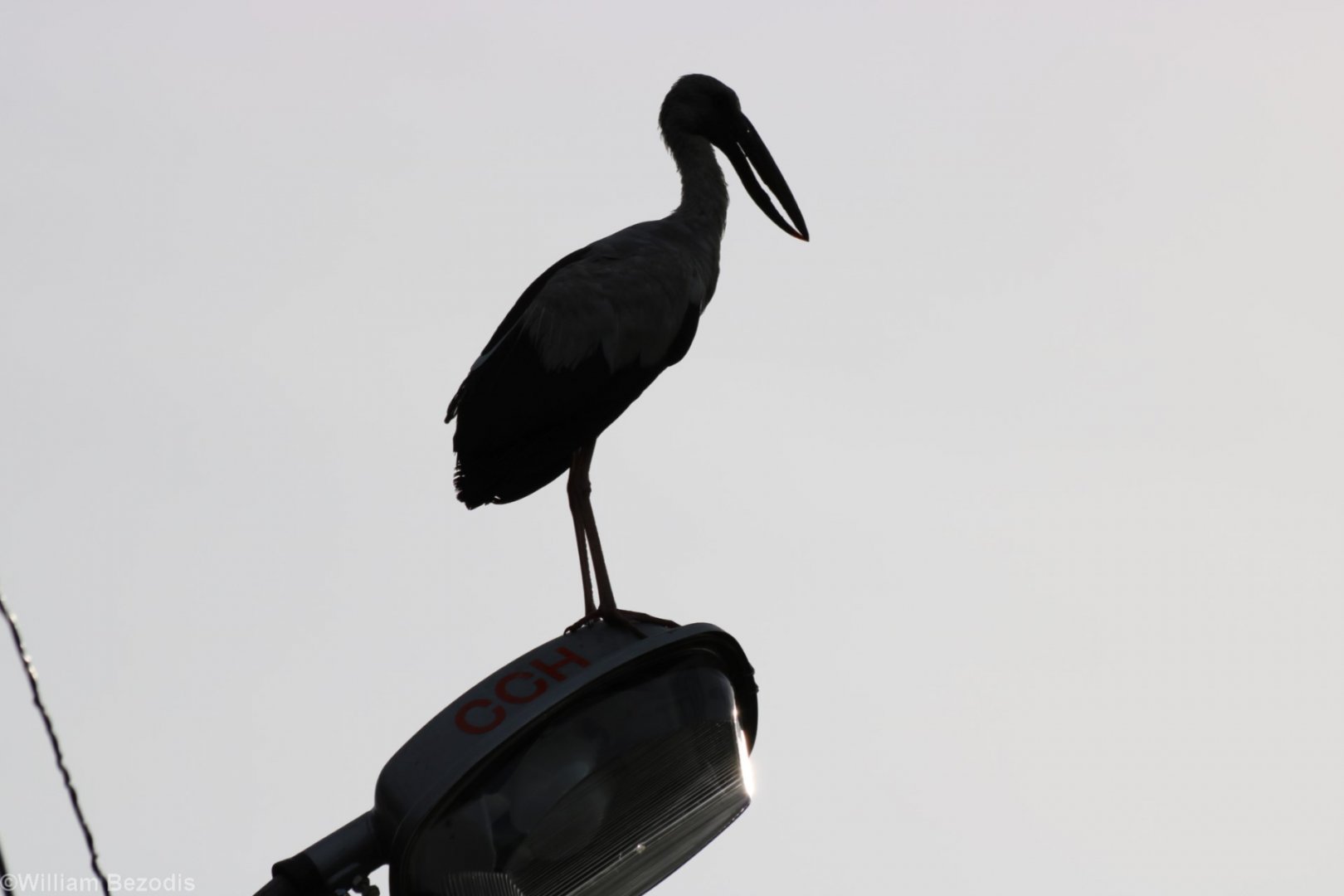 Asian Openbill Silhouette - Bangkok Suburbs