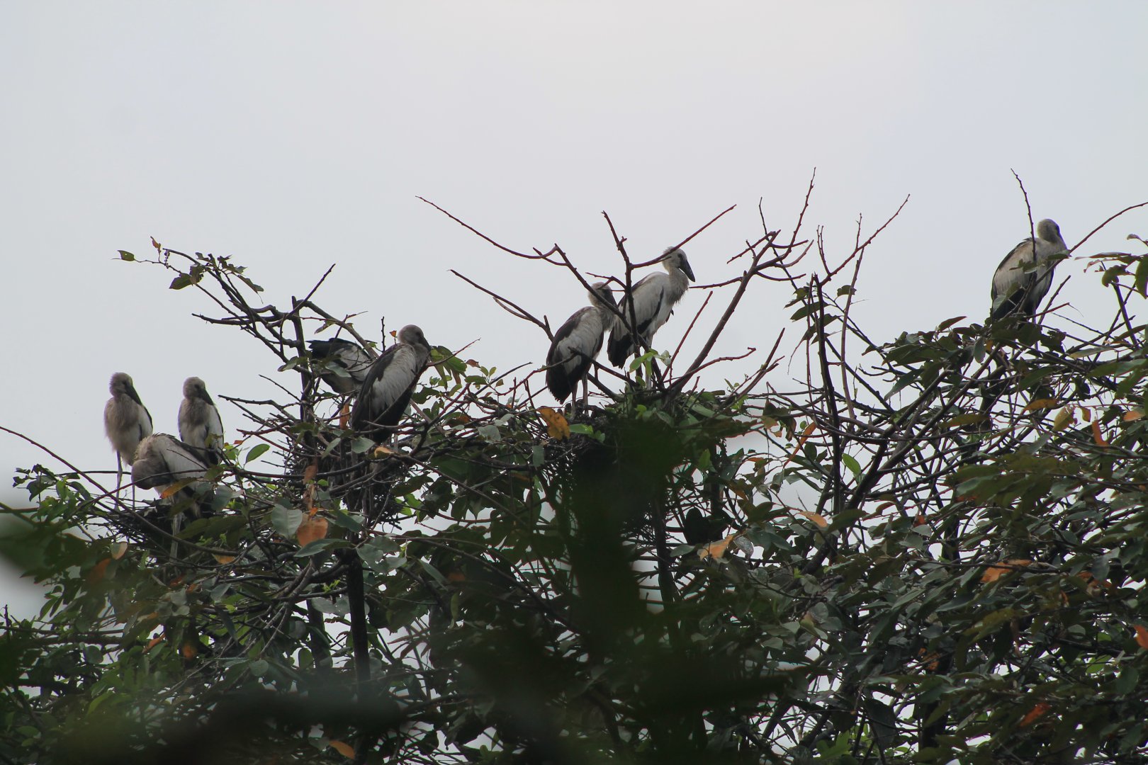 Asian Openbill Stork (Anastomus oscitans) colony