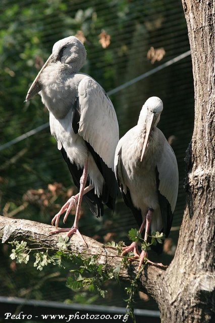 Asian openbill stork (Anastomus oscitans)