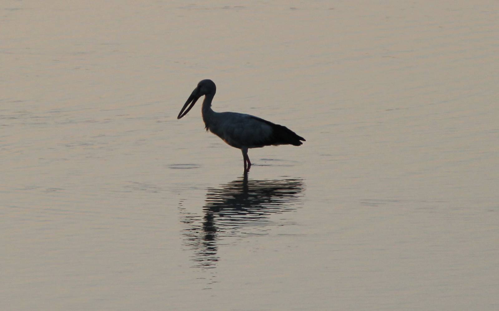 Asian Openbill Stork (Anastomus oscitans)