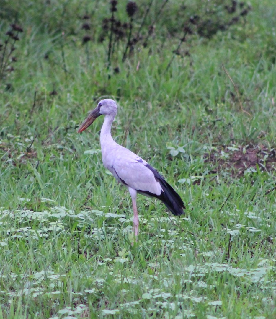 Asian Openbill Stork (Anastomus oscitans)