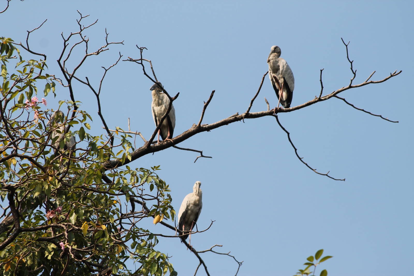 Asian openbill storks (Anastomus oscitans)