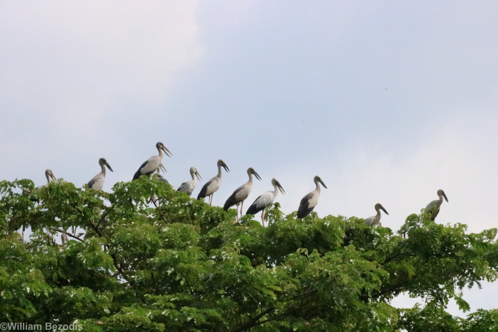 Asian Openbill Storks - Bang Pra Non-hunting Area