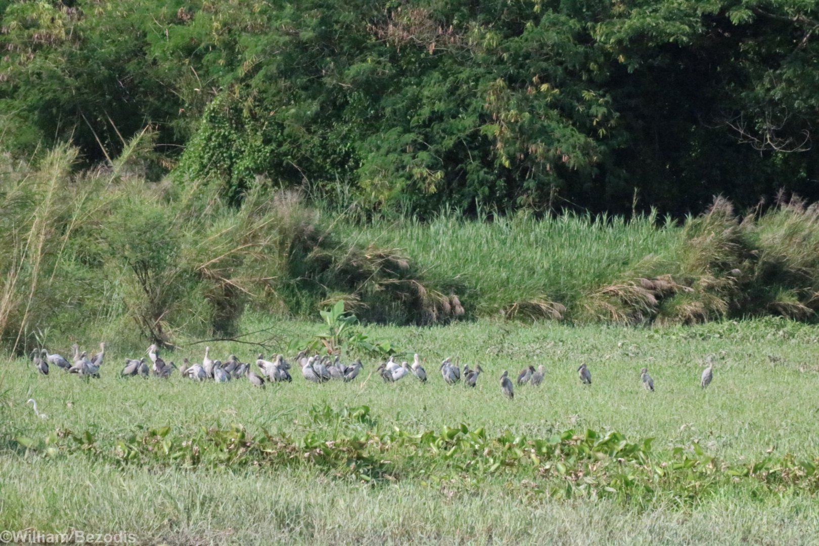 Asian Openbill Storks - Bang Pra Non-hunting Area