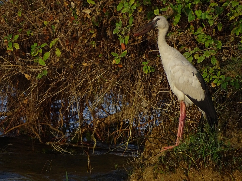 Asian openbill