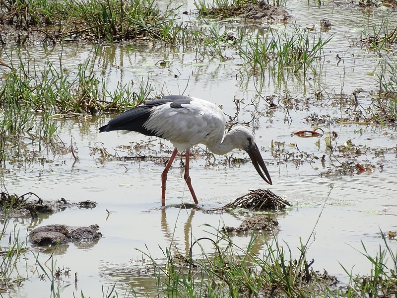 Asian openbill