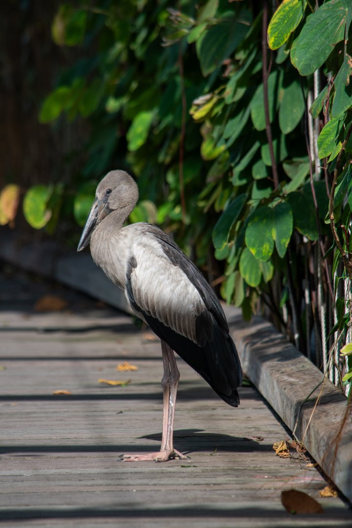 Asian Openbill