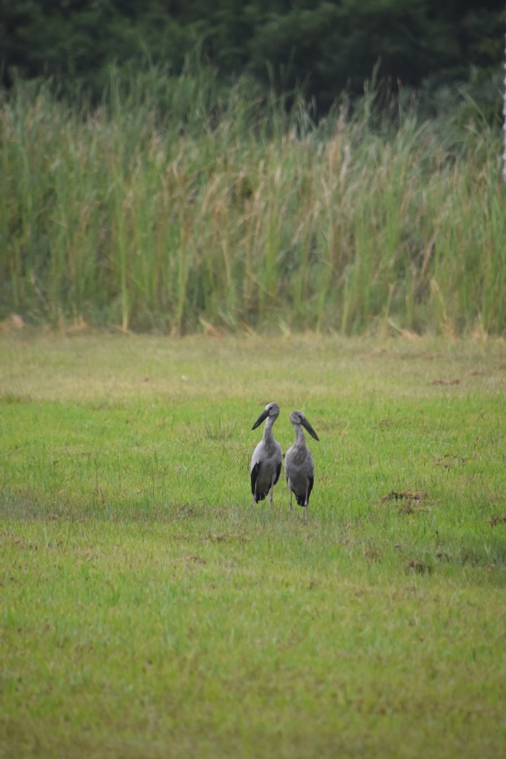 Asian openbills, Anastomus oscitans