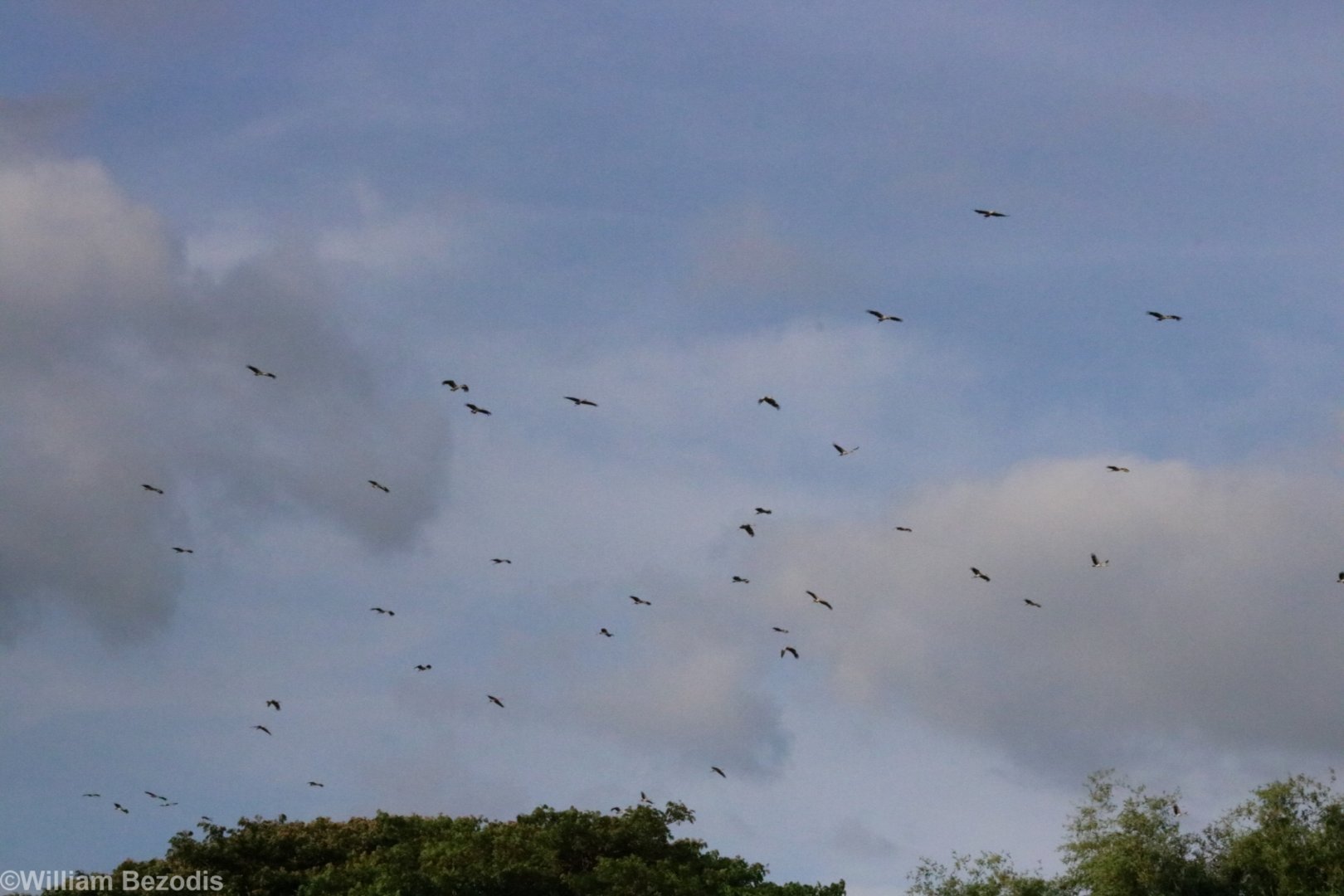 Asian Openbills - Bang Pra Non-hunting Area