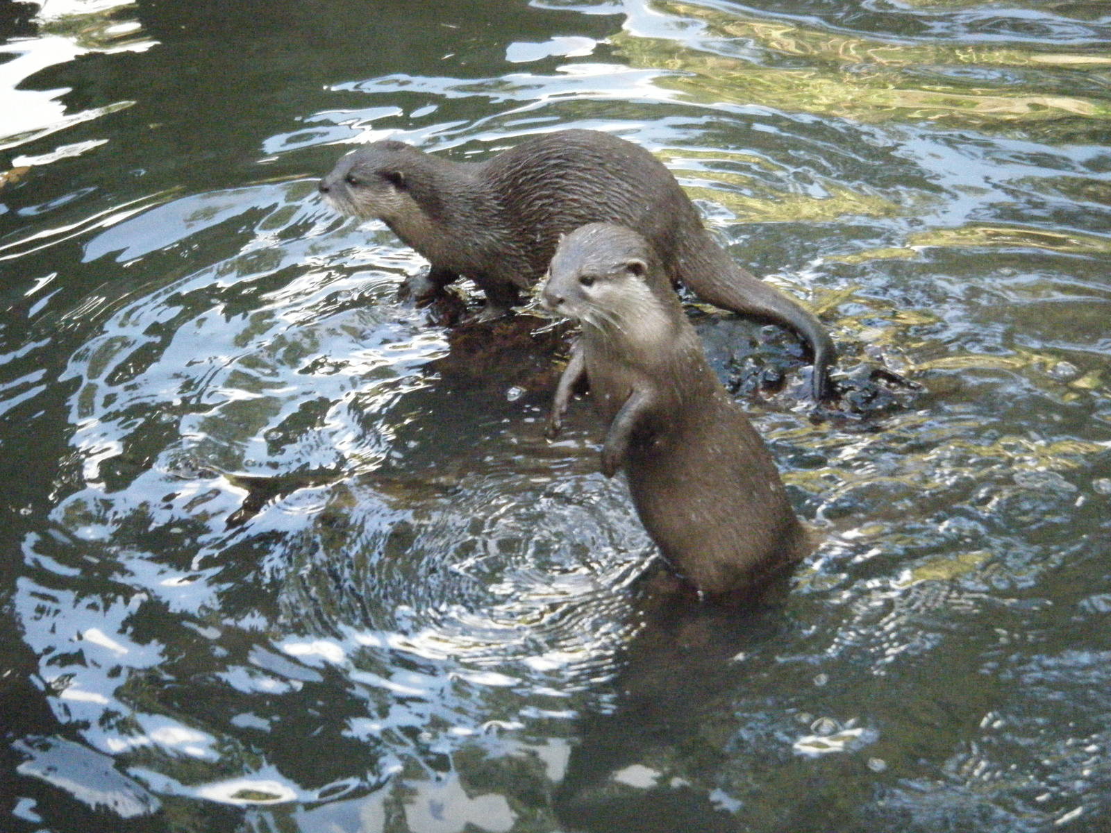 Asian (Oriental) Small Clawed Otters